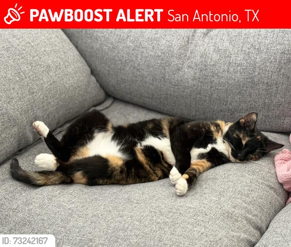 Lost Female Cat last seen Howard and W Ridgewood Ct, San Antonio, TX 78212