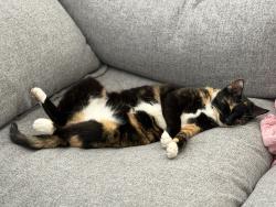 Lost Female Cat last seen Howard and W Ridgewood Ct, San Antonio, TX 78212