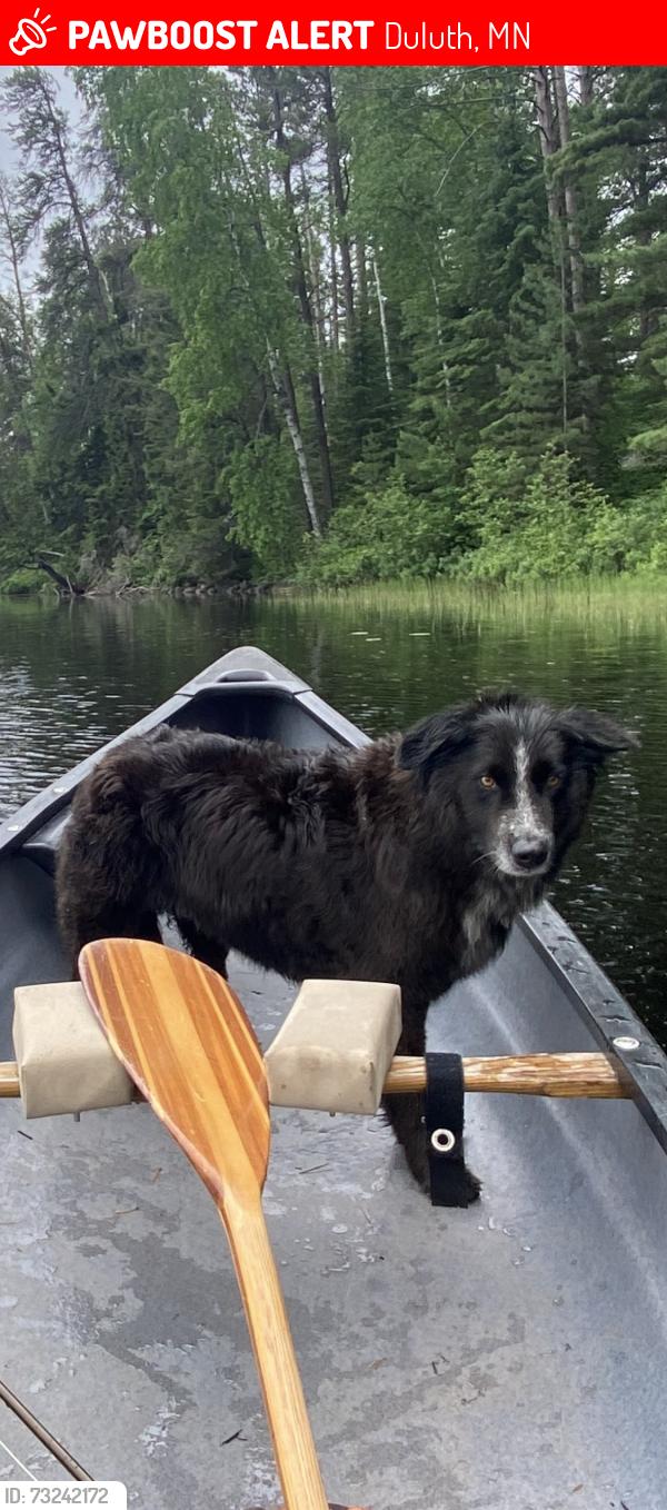 Lost Female Dog last seen Near W Anoka St, Duluth, MN 55803