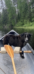 Lost Female Dog last seen Near W Anoka St, Duluth, MN 55803