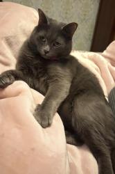 Reunited Female Cat last seen New Scotland Rd & Hopi St., Albany, NY 12208