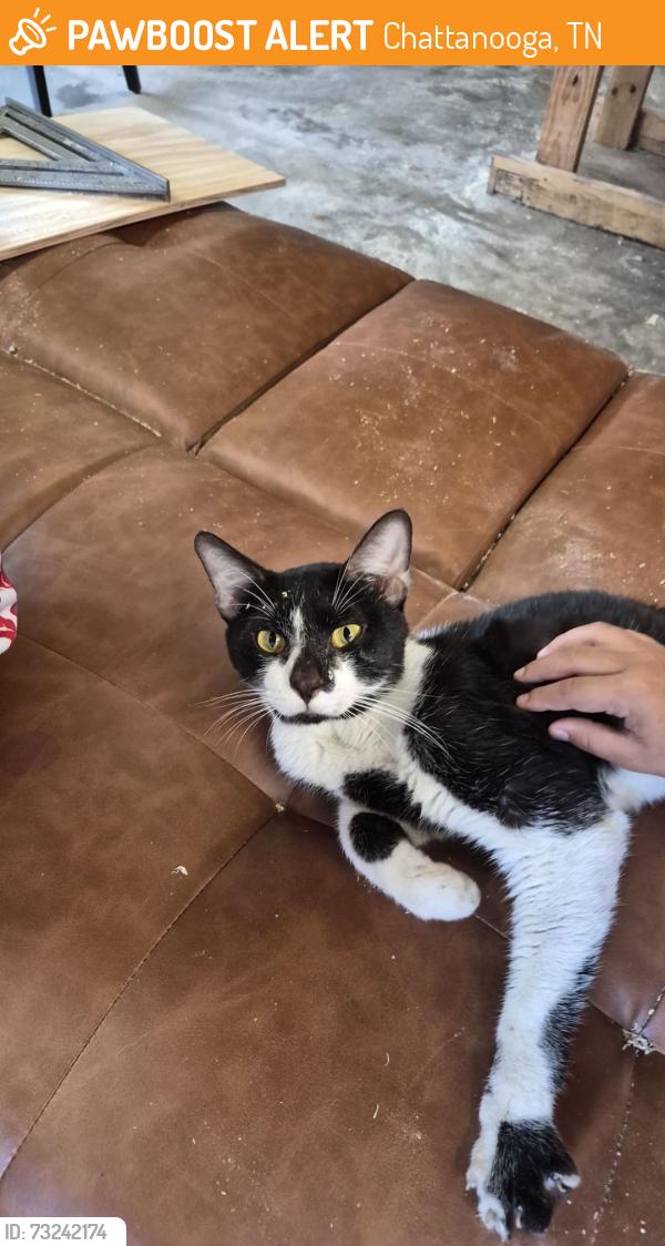 Found/Stray Male Cat last seen Teeside Rd, Chattanooga, TN 37421