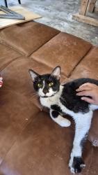 Found/Stray Male Cat last seen Teeside Rd, Chattanooga, TN 37421