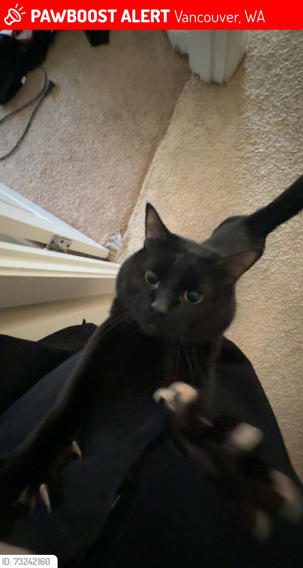 Lost Male Cat last seen E Fourth Plain Blvd, Vancouver, WA 98661