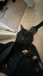 Lost Male Cat last seen E Fourth Plain Blvd, Vancouver, WA 98661