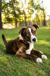 Lost Male Dog last seen Addylin rd, Cleveland, TX 77328