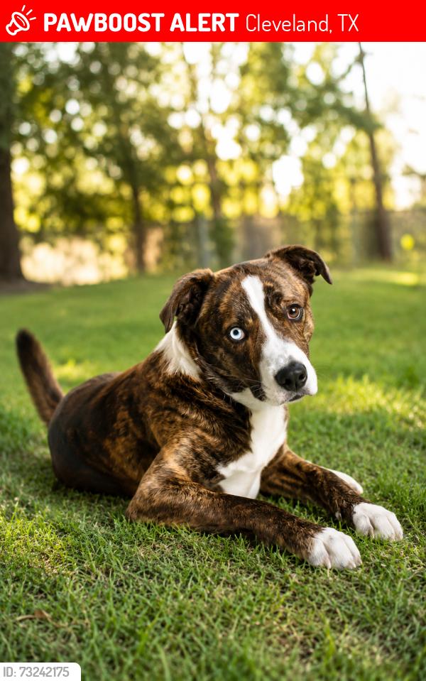 Lost Male Dog last seen Addylin rd, Cleveland, TX 77328