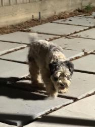Found/Stray Male Dog last seen Willow/sheperd, Fresno, CA 93721