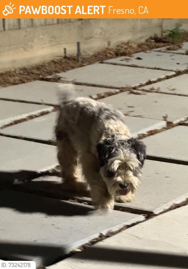 Found/Stray Male Dog last seen Willow/sheperd, Fresno, CA 93721
