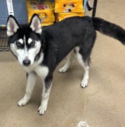 Shelter Stray Female Dog last seen Near Northton Ct. SW Conyers GA 30012, 30012, GA, 3280 Chamblee Dunwoody Rd, Chamblee, GA 30341, USA