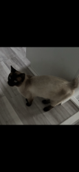 Lost Male Cat last seen E Lee rd and Holly Knoll dr., Taylors, SC 29687