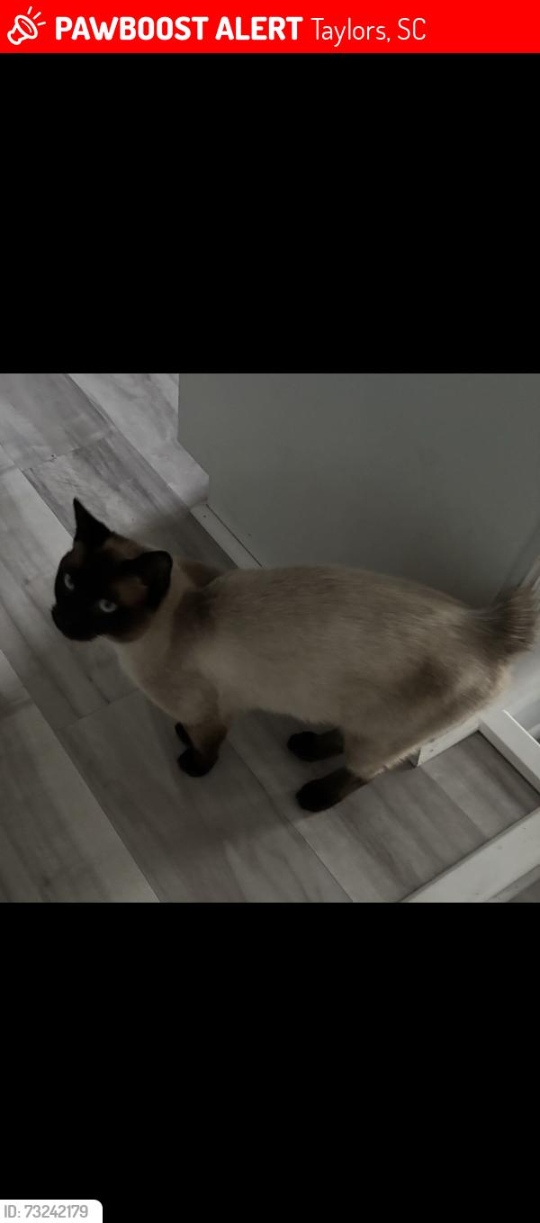 Lost Male Cat last seen E Lee rd and Holly Knoll dr., Taylors, SC 29687
