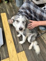 Found/Stray Male Dog last seen Ruffner Mt. trails, Ruffner Ballpark, Birmingham, AL 35210