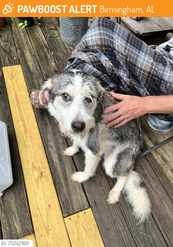 Found/Stray Male Dog last seen Ruffner Mt. trails, Ruffner Ballpark, Birmingham, AL 35210