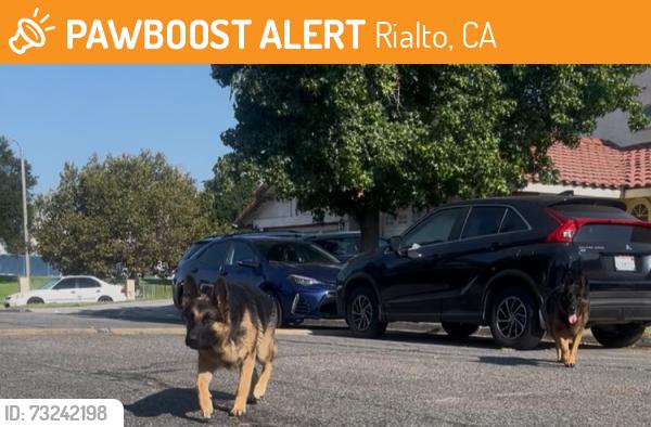 Found/Stray Male Dog last seen Pepper Ave and Park Vista Dr, Rialto, CA 92376