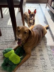Found/Stray Male Dog last seen Magnolia Hollow Dr, Montgomery County, TX 77316