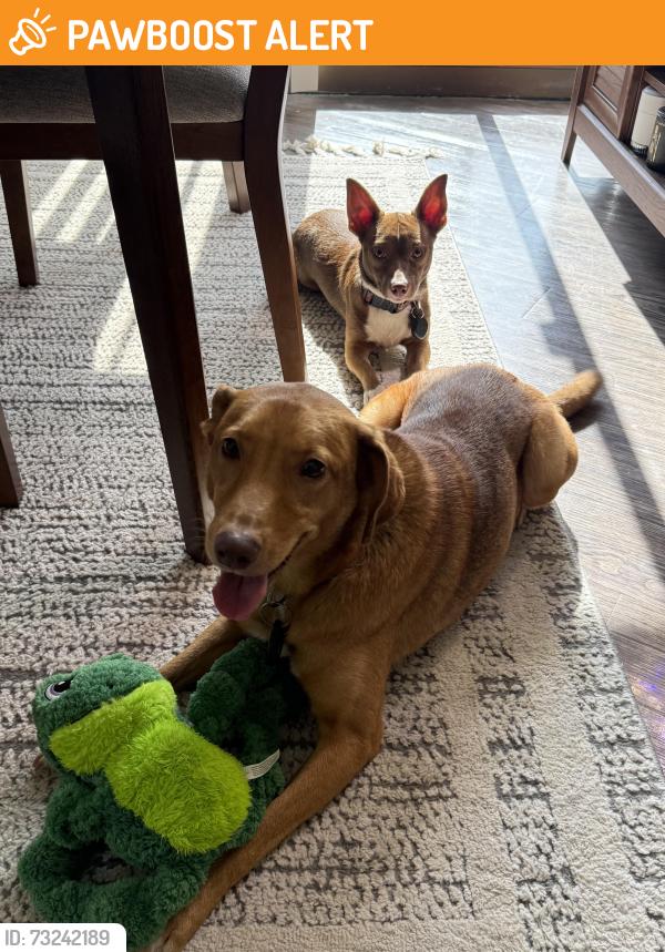 Found/Stray Male Dog last seen Magnolia Hollow Dr, Montgomery County, TX 77316