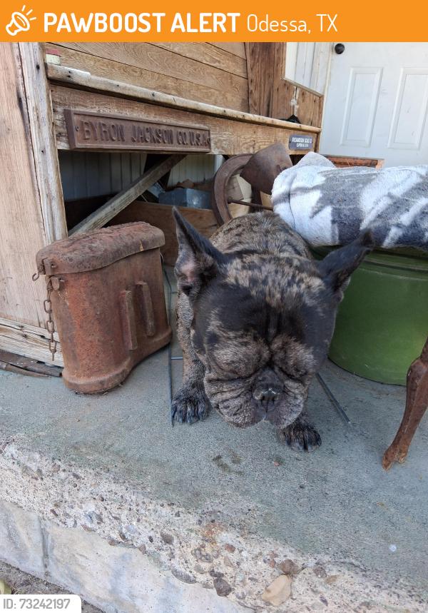 Found/Stray Male Dog last seen Harless, Odessa, TX 79763