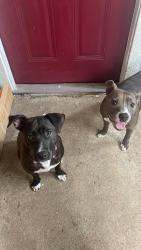 Lost Female Dog last seen Near walnut Houston tx, Houston, TX 77084