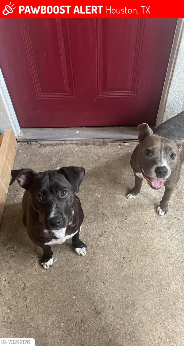 Lost Female Dog last seen Near walnut Houston tx, Houston, TX 77084