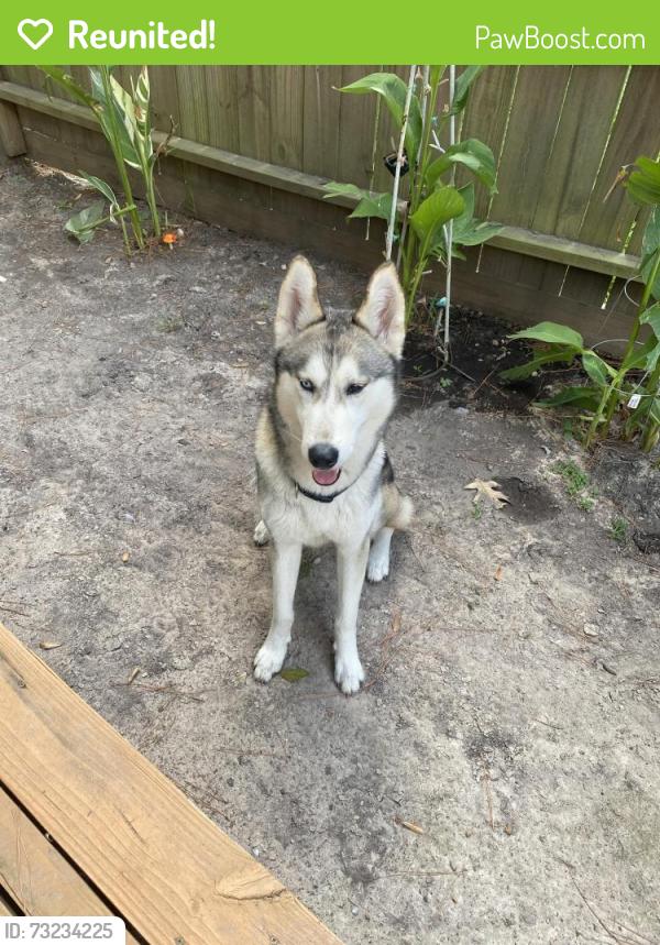 Reunited Female Dog last seen Wood Scent ct & High Oaks, Spring, TX 77380