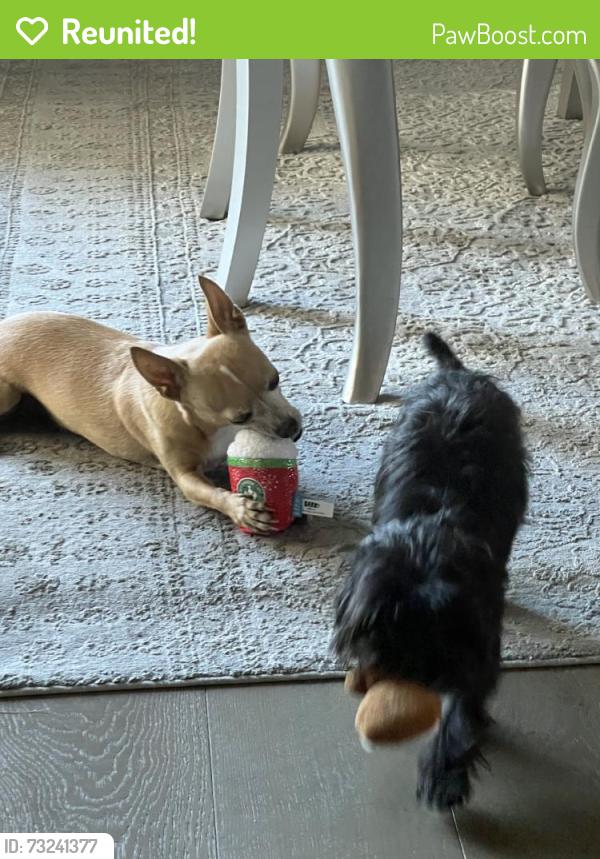 Reunited Male Dog last seen Near Grimaldi Rd, Rancho Cucamonga, CA 91701, USA, Rancho Cucamonga, CA 91701