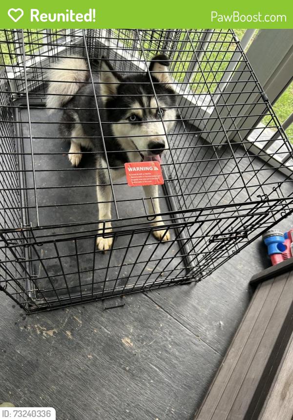 Reunited Male Dog last seen Taylorsville Highway before the general dollar store, Caldwell County, NC 28645