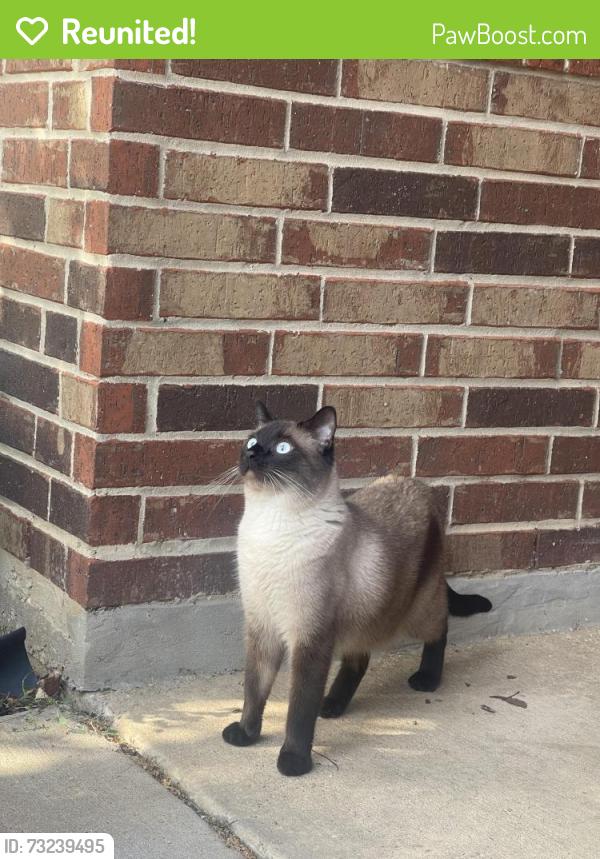 Reunited Male Cat last seen Bess Race Elementary, Crowley, TX 76036