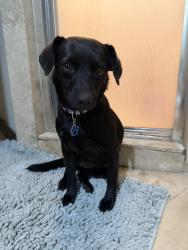 Found/Stray Female Dog last seen Bellaire and Cook, Houston, TX 77083