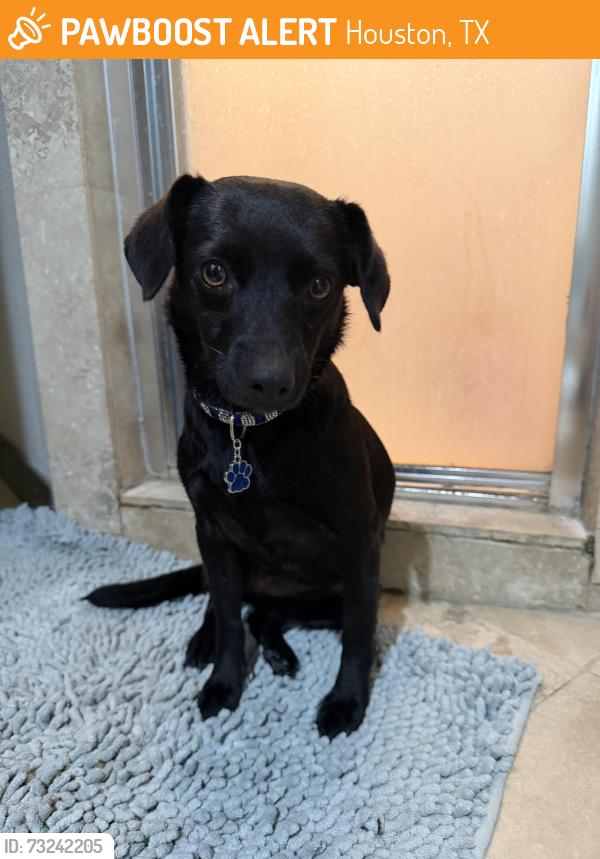 Found/Stray Female Dog last seen Bellaire and Cook, Houston, TX 77083