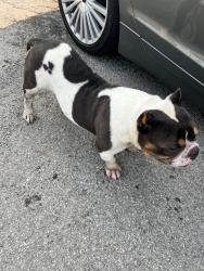 Found/Stray Male Dog last seen Prospect in East Street, Indianapolis, IN 46203
