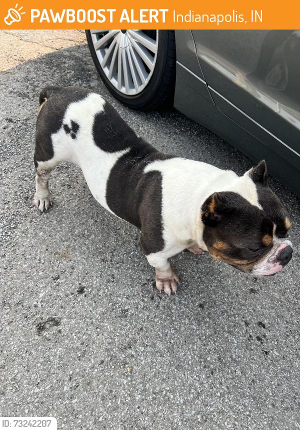 Found/Stray Male Dog last seen Prospect in East Street, Indianapolis, IN 46203