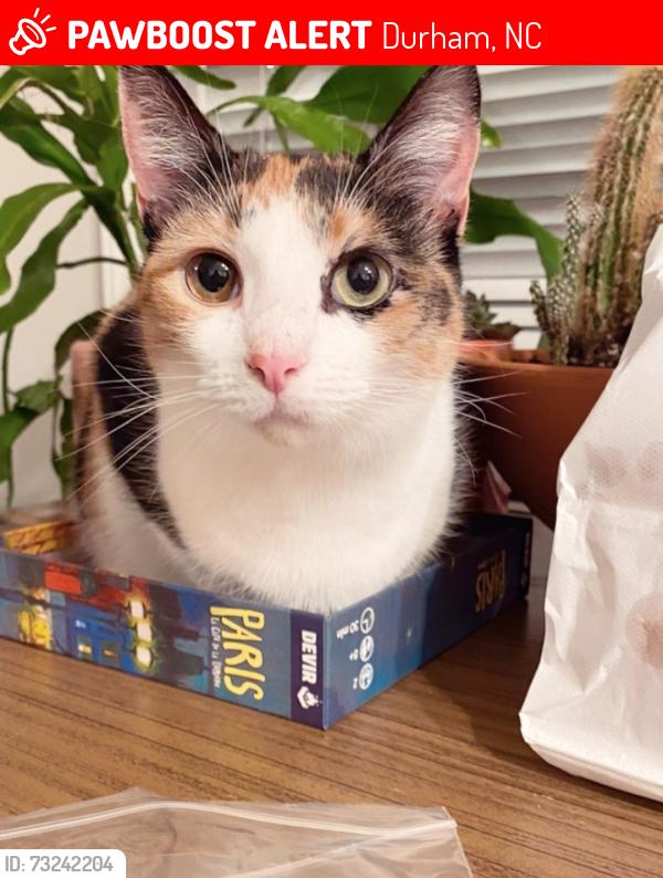 Lost Female Cat last seen Hocutt Rd, Hwy 98, Sherron Rd, Durham, NC 27703