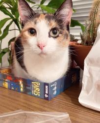 Lost Female Cat last seen Hocutt Rd, Hwy 98, Sherron Rd, Durham, NC 27703