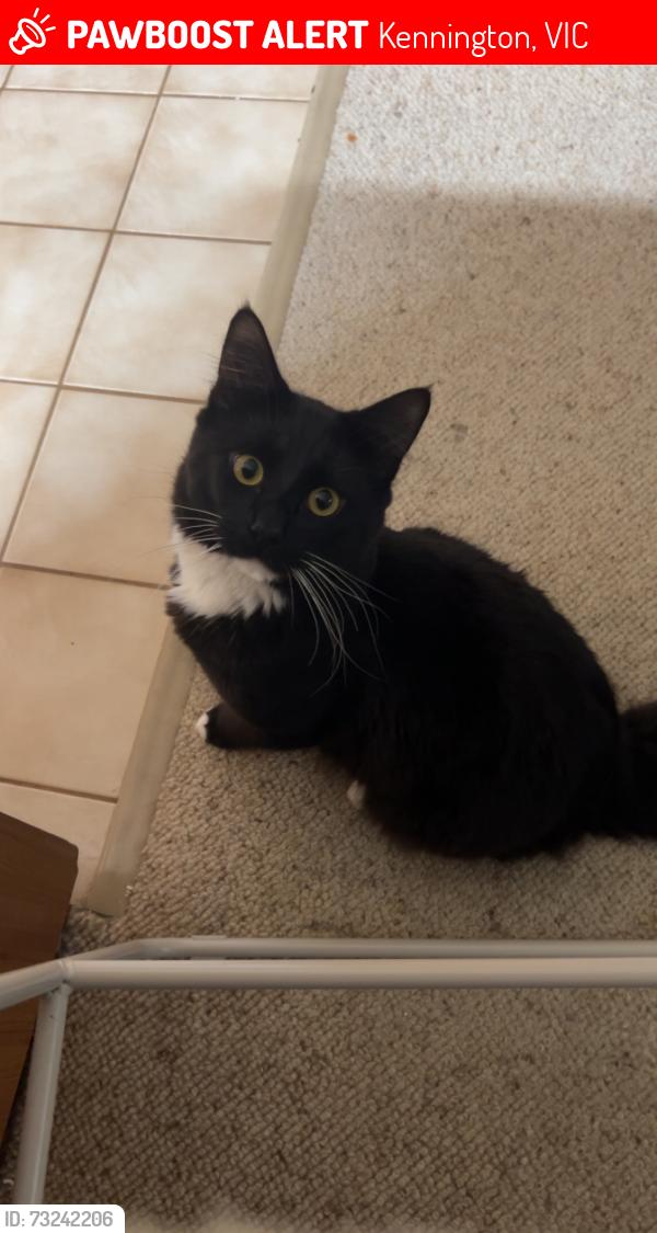 Lost Male Cat last seen Bendigo SouthEast Secondary College, Kennington, VIC 3550