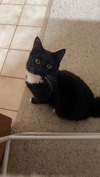 Lost Male Cat last seen Bendigo SouthEast Secondary College, Kennington, VIC 3550