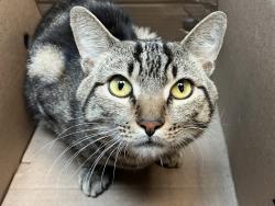 Shelter Stray Male Cat last seen left in building, 64 W 128th St Apt 2C, NY, NY 10027, NEW YORK, NY, 10027, 326 E 110th St, New York, NY 10029, USA