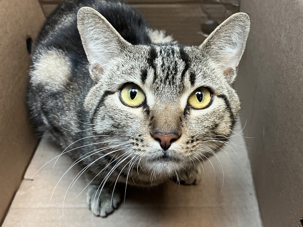 Shelter Stray Male Cat last seen left in building, 64 W 128th St Apt 2C, NY, NY 10027, NEW YORK, NY, 10027, 326 E 110th St, New York, NY 10029, USA