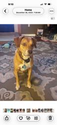 Lost Male Dog last seen Near old ridge rd, Coraopolis, PA 15108, Coraopolis, PA 15108