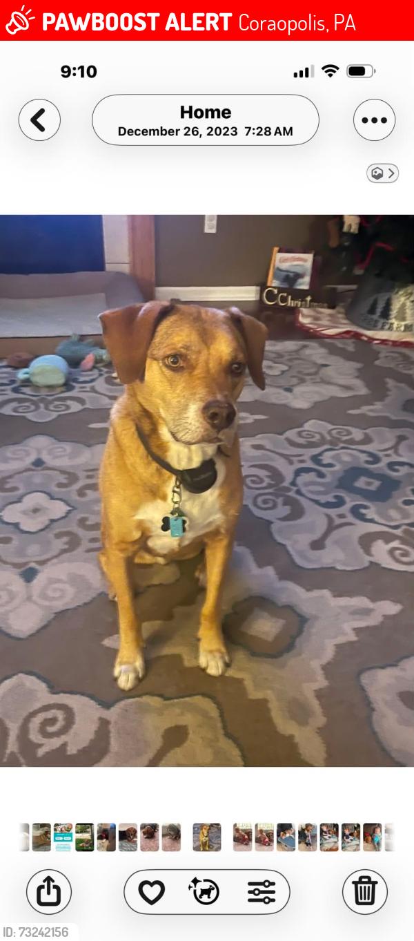 Lost Male Dog last seen Near old ridge rd, Coraopolis, PA 15108, Coraopolis, PA 15108