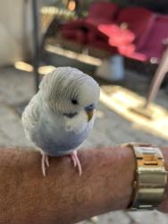 Found/Stray Male Bird last seen Gorge Road, Cliffside Park, NJ 07010
