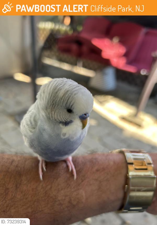 Found/Stray Male Bird last seen Gorge Road, Cliffside Park, NJ 07010