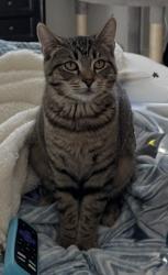 Lost Female Cat last seen Central and westside, Hollister, CA 95023