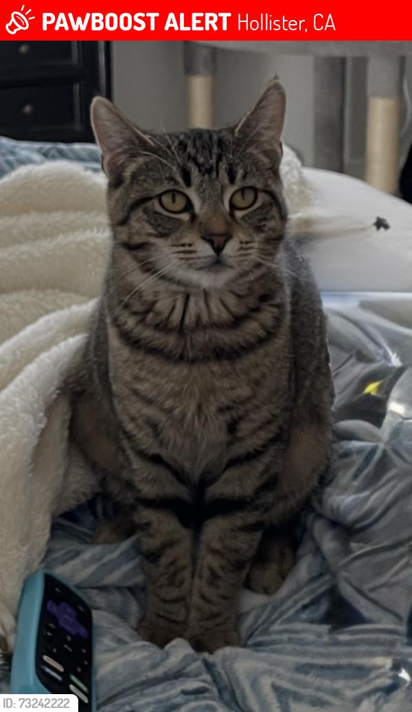 Lost Female Cat last seen Central and westside, Hollister, CA 95023