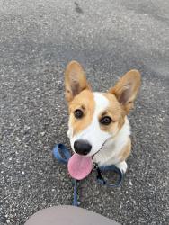 Lost Male Dog last seen 98th and volcano rd, Albuquerque, NM 87121