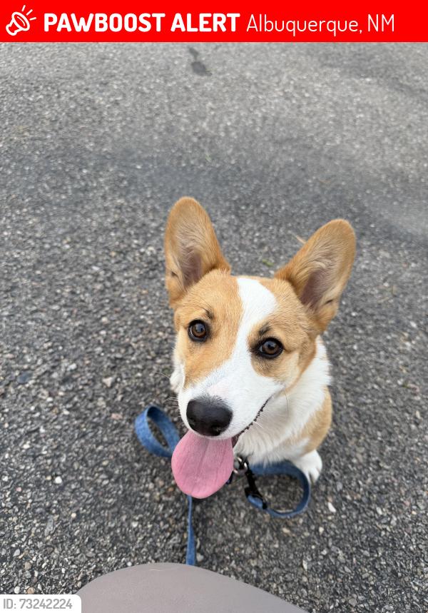 Lost Male Dog last seen 98th and volcano rd, Albuquerque, NM 87121