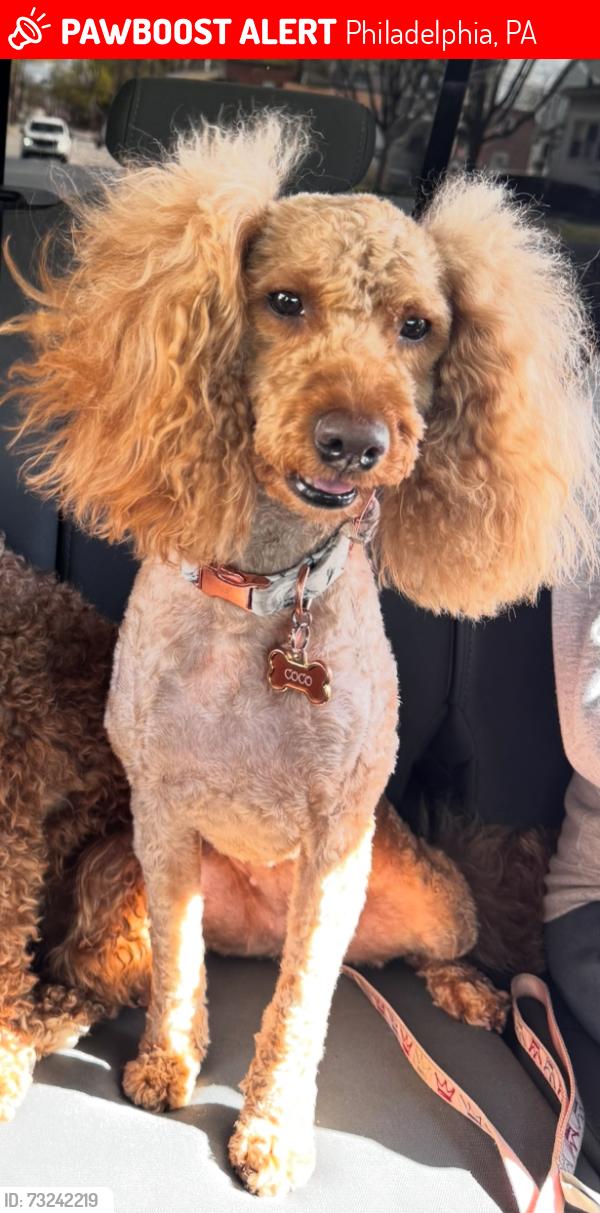 Lost Female Dog last seen Haverford Ave, Philadelphia, PA 19151