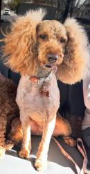 Lost Female Dog last seen Haverford Ave, Philadelphia, PA 19151