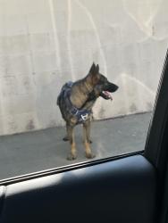 Reunited Unknown Dog last seen Traveling from Pico and Mount Vernon to Van Buren in observation Drive this morning someone caught him he will be scanned for a chip, Grand Terrace, CA 92313