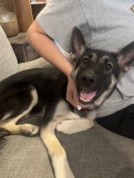 Found/Stray Female Dog last seen E Baltimore & N Milton Ave, Baltimore, MD 21224